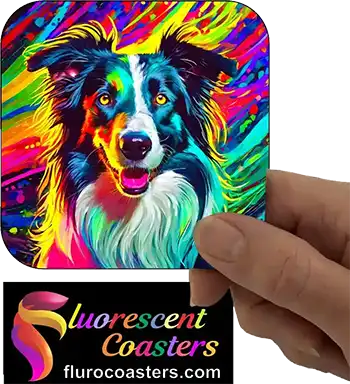 Border Collie Dog 2
