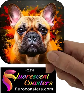 Fawn French Bulldog 4