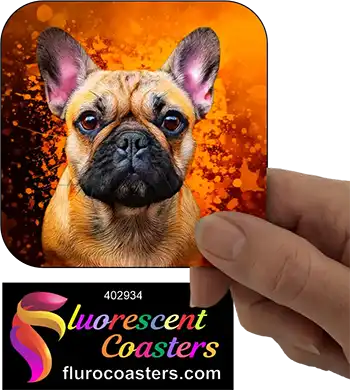 Fawn French Bulldog 7