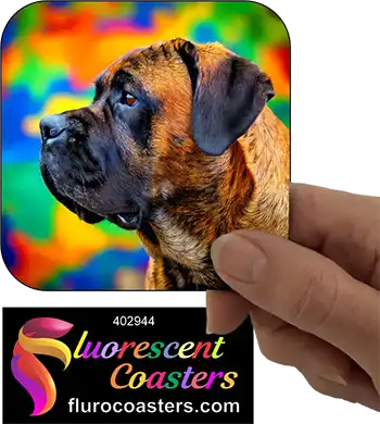 Brindle Bullmastiff 1