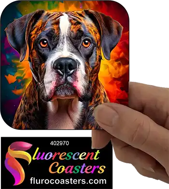 Blue Merle Boxer Dog 1