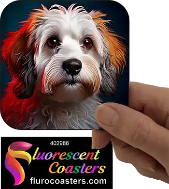 Australian Bichon Frise Dog 1