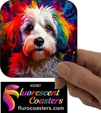 Australian Bichon Frise Dog 2