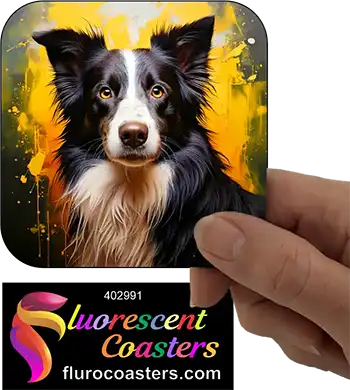 Border Collie Dog 6