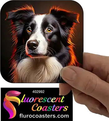Border Collie Dog 7