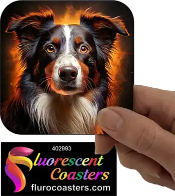 Border Collie Dog 8