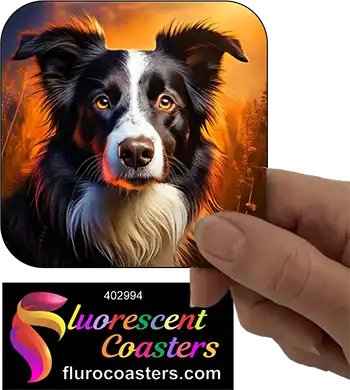 Border Collie Dog 9