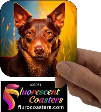 Australian Kelpie Dog 1