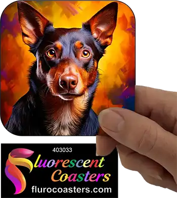 Australian Kelpie Dog 3
