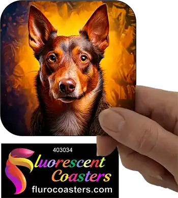 Australian Kelpie Dog 4