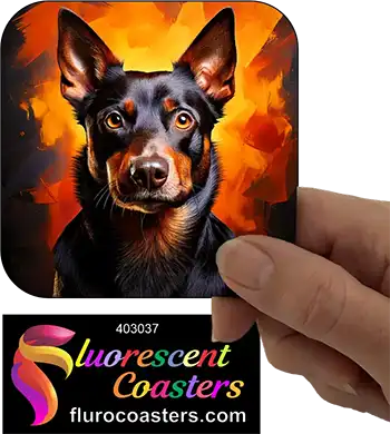 Australian Black Kelpie Dog 3
