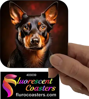 Australian Black Kelpie Dog 5