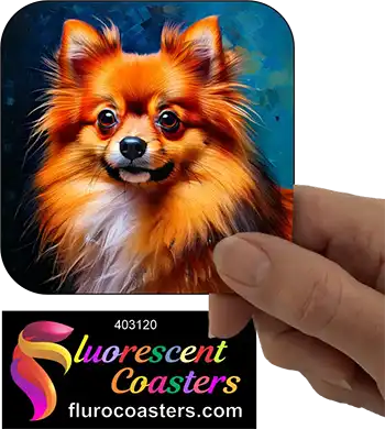 Pomeranian Dog 8