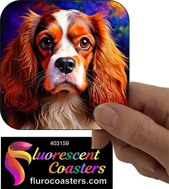 Cavalier King Charles Spaniel Dog 14