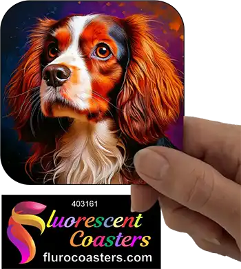 Cavalier King Charles Spaniel Dog 16