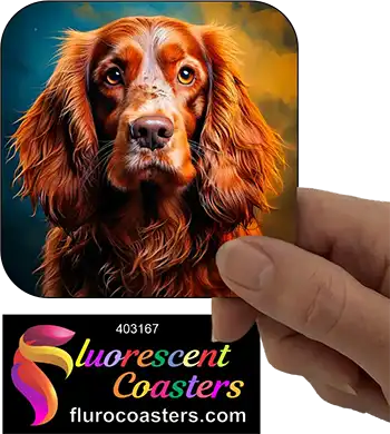 Australian Cocker Spaniel Dog 1