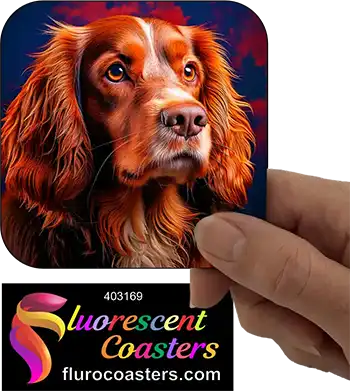 Australian Cocker Spaniel Dog 3