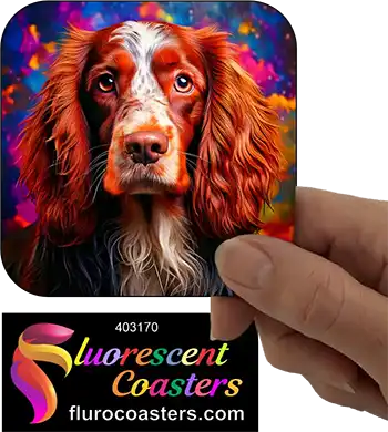 Australian Cocker Spaniel Dog 4