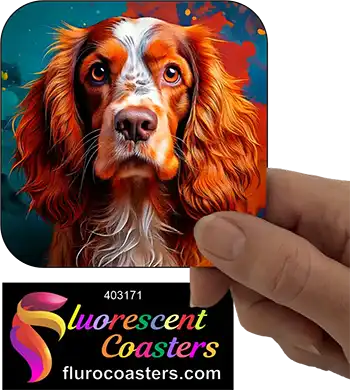 Australian Cocker Spaniel Dog 5