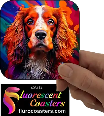 Australian Cocker Spaniel Dog 8