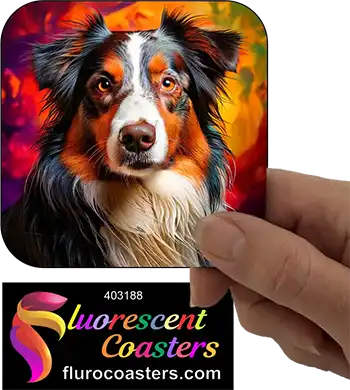 Australian Shepard Dog 5