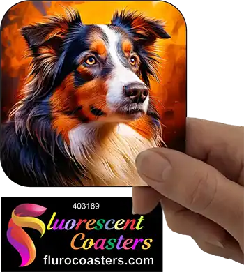 Australian Shepard Dog 6