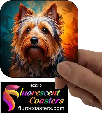 Silky Terrier Dog 3