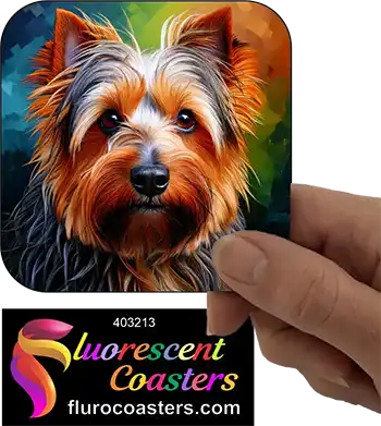 Silky Terrier Dog 6