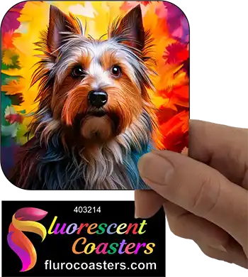 Silky Terrier Dog 7