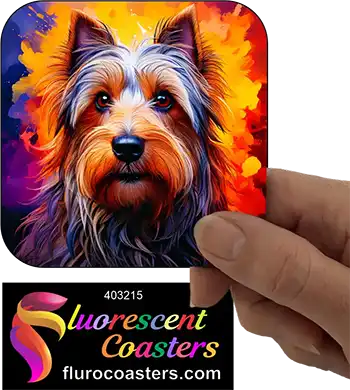 Silky Terrier Dog 8