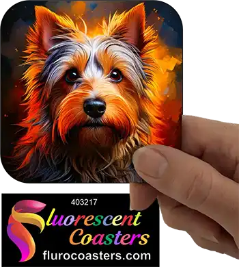 Silky Terrier Dog 10