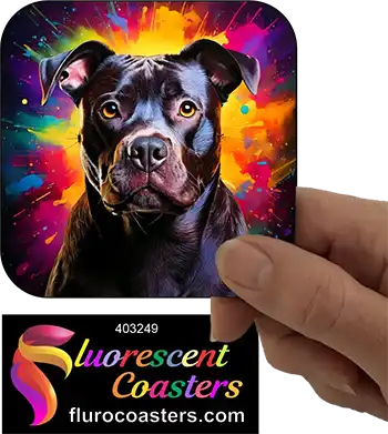 Black Staffordshire Bull Terrier Dog 1