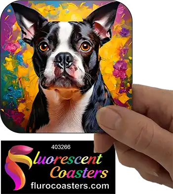 Boston Terrier Dog 3