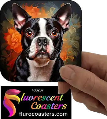Boston Terrier Dog 4