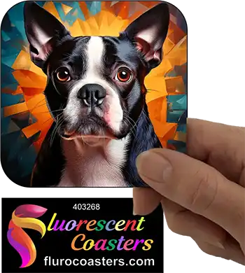 Boston Terrier Dog 5