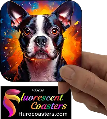 Boston Terrier Dog 6