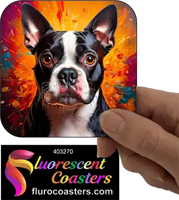 Boston Terrier Dog 7