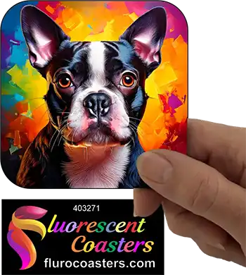 Boston Terrier Dog 8