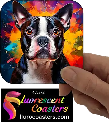 Boston Terrier Dog 9