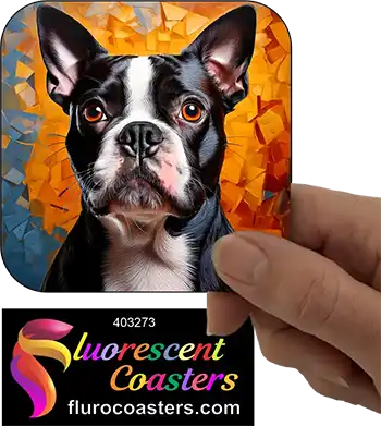 Boston Terrier Dog 10