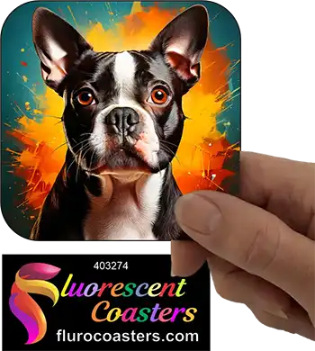 Boston Terrier Dog 11