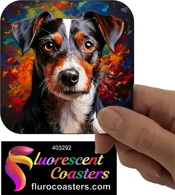 Black Jack Russell Terrier Dog 1