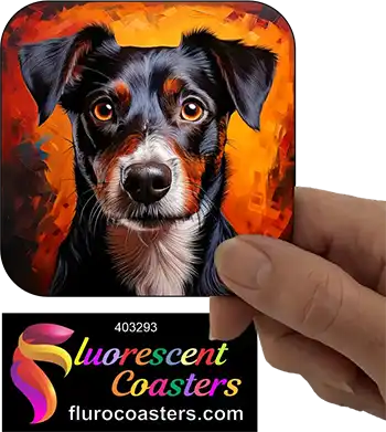 Black Jack Russell Terrier Dog 2