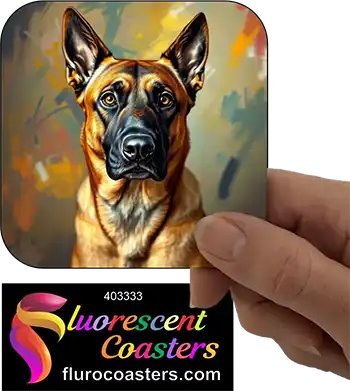 Belgian Malinois Dog 7
