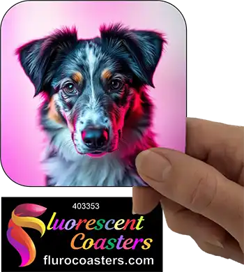 Australian Shepherd Dog 5