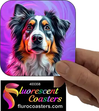 Australian Shepherd Dog 10