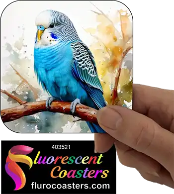 Blue Budgie Buggerigar 1