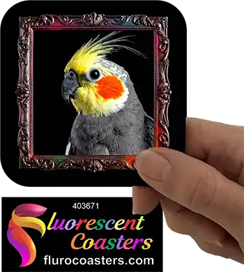 Cockatiel Frame 4